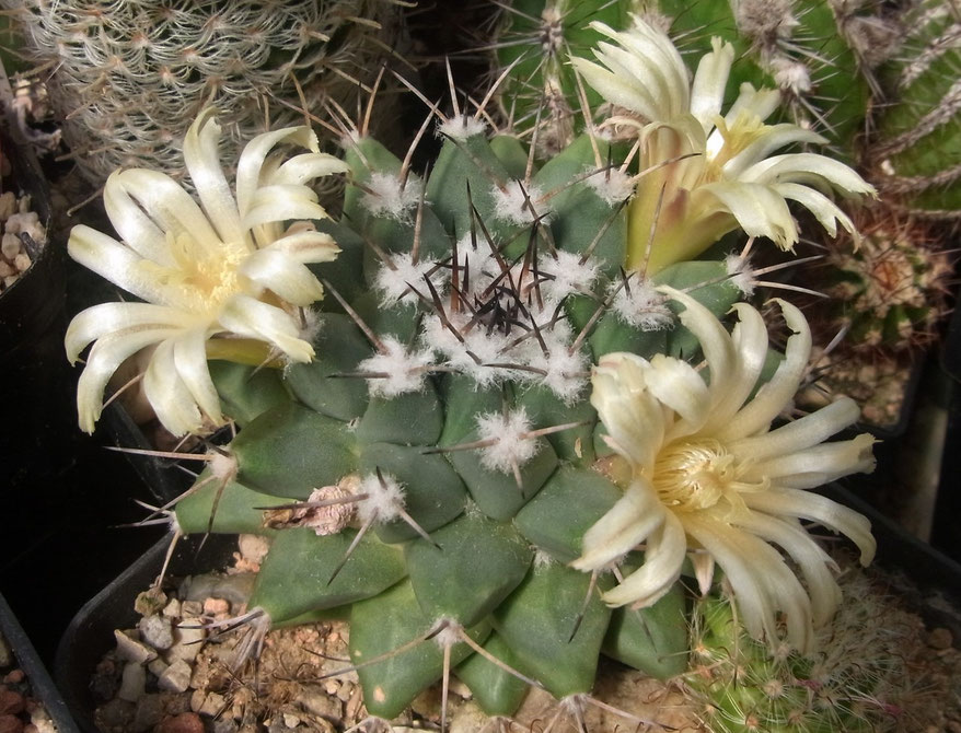 Mammillaria winterae