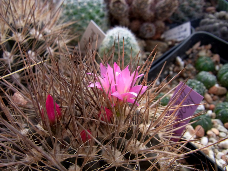 Neoporteria nigrihorrida