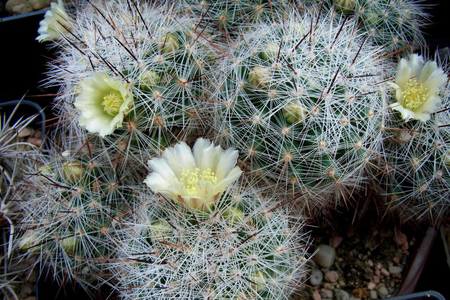 Mammillaria vetula