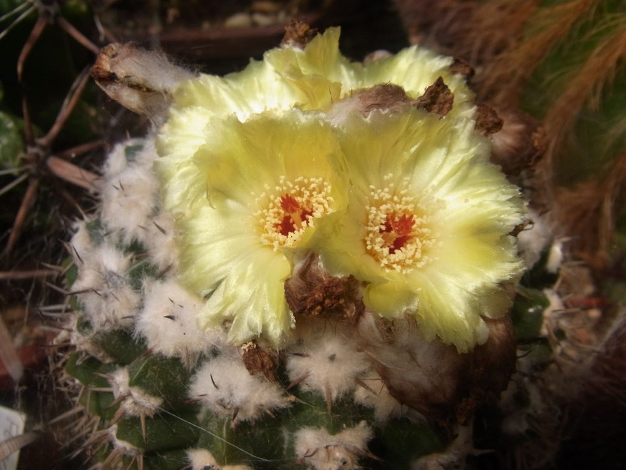 Malaocarpus sessiliflorus