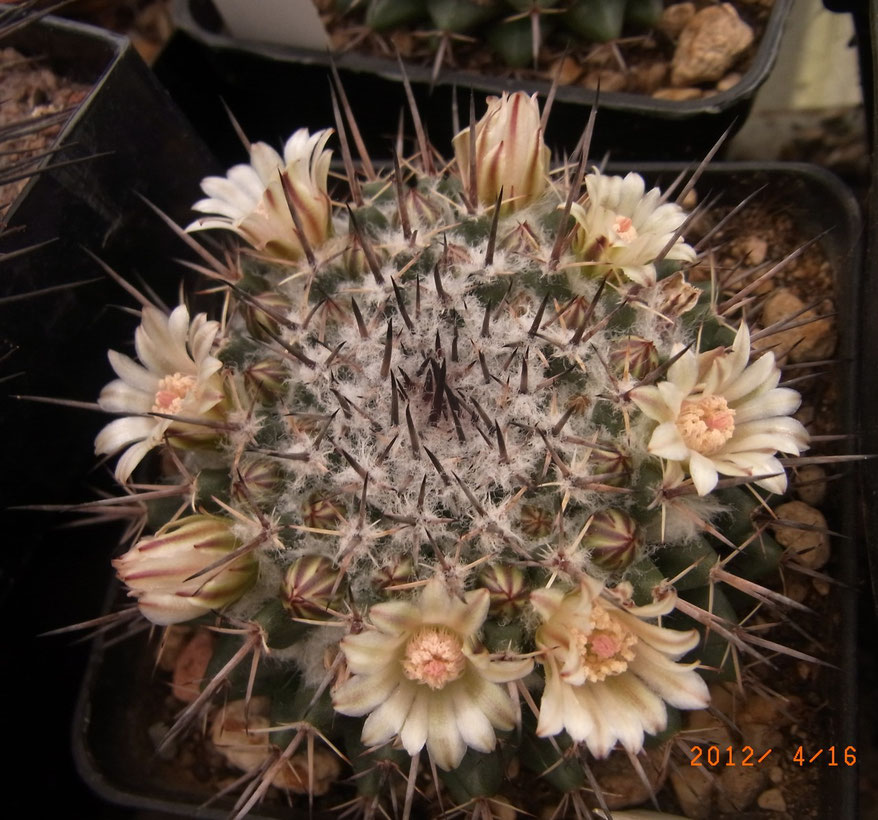 Mammillaria saint-piena