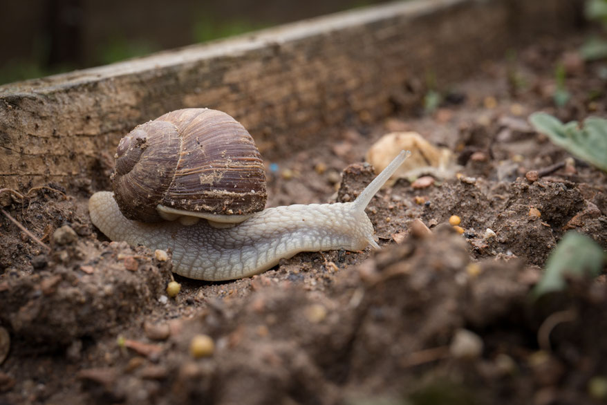 Das ist eine Weinbergschnecke! Ich stelle fest ich habe von Nacktschnecken kein Photo und muß es nachholen.