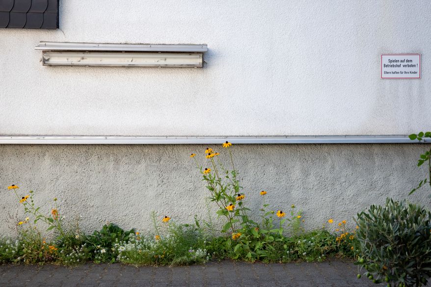 Guerilla Gardening im Garagenhof mit Samenmischung.