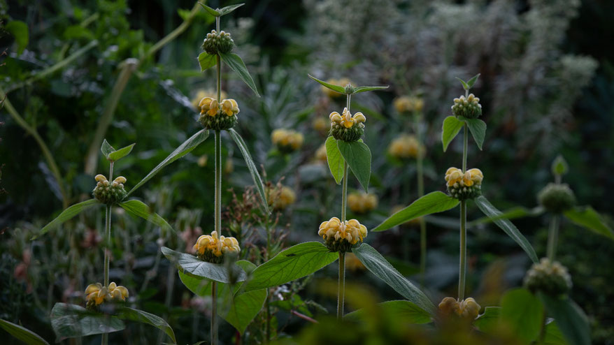 @sibyllepietrek-photographin_phlomis-russeliana