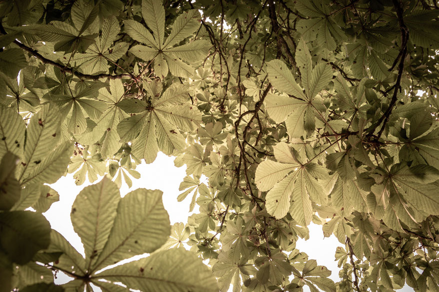 © Sibylle Pietrek 2019_Sacro Bosco-Bormarzo-Italien_190529_2413