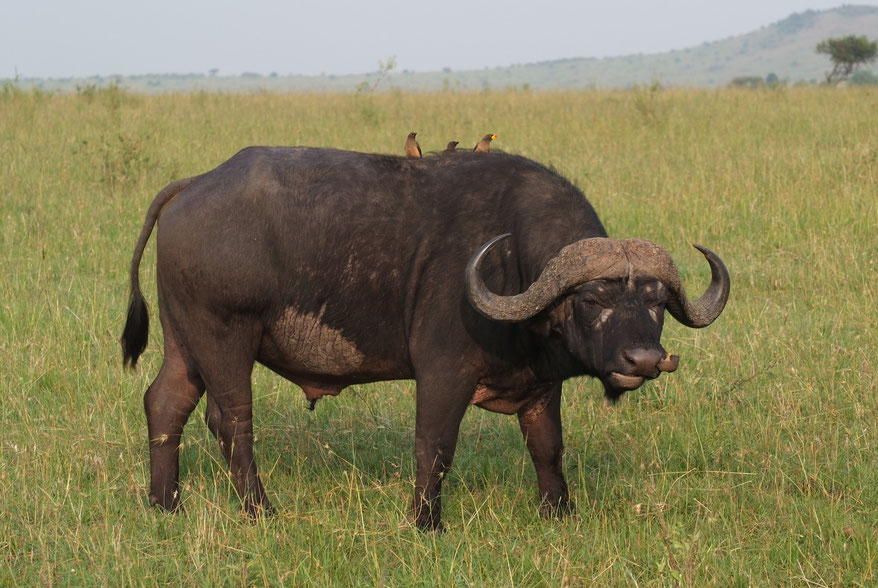 Gelbschnabel-Madenhacker auf dem Rücken eines Afrikanischen Büffel.