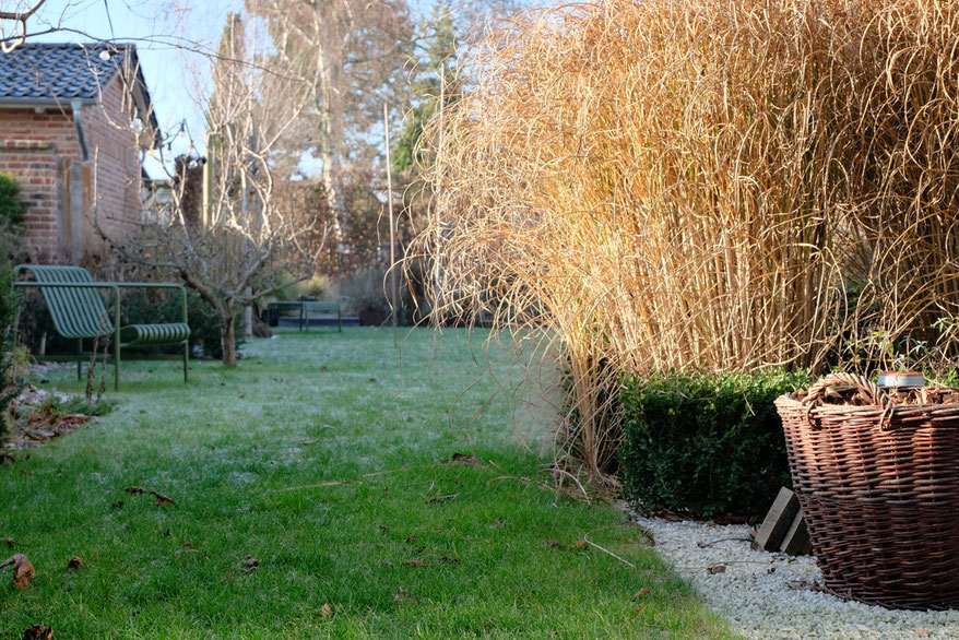 dieartigeGARTEN // Januar, Wintergarten - Chinaschilf, Reif + Sonnenschein