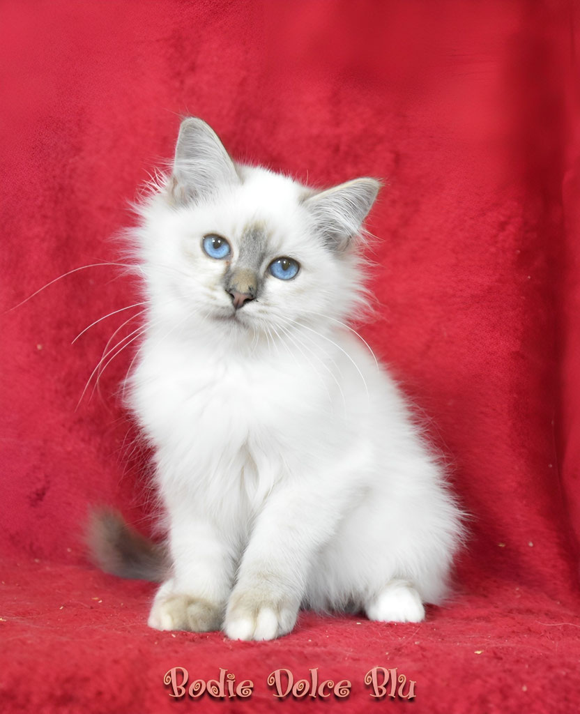 Cucciolo sacro di birmania lilac tabby point