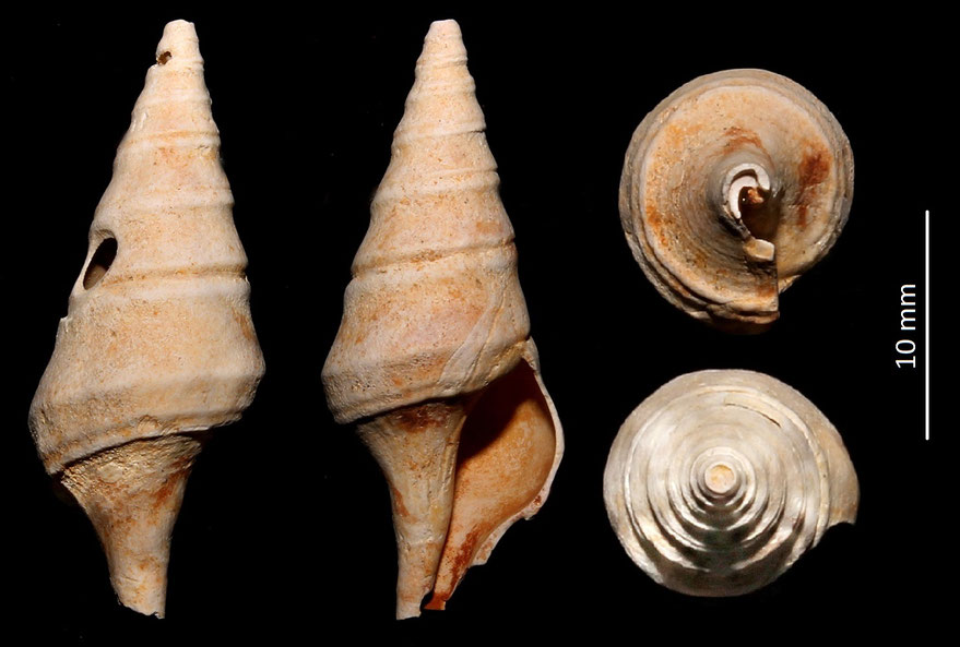 Clavatula carinifera var. burdigalensis, Miocene del bacino dell'Aquitania