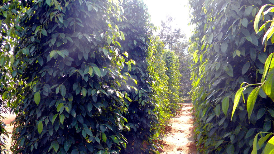 Pfefferfarm