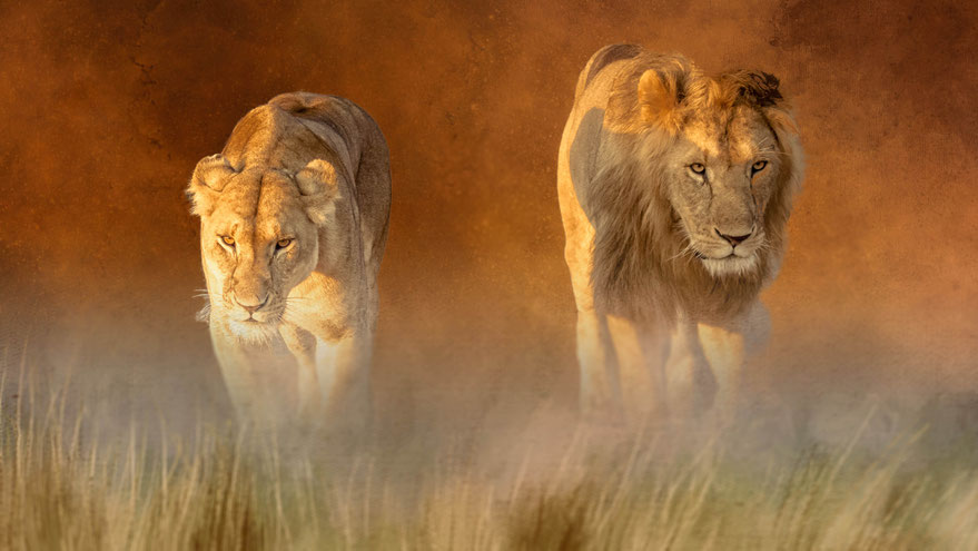 Animal.Art 7