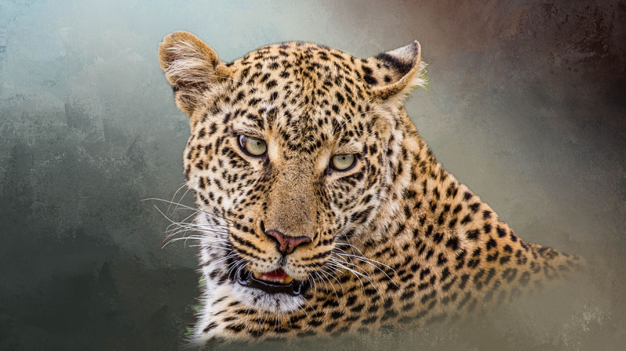Animal.Art 6