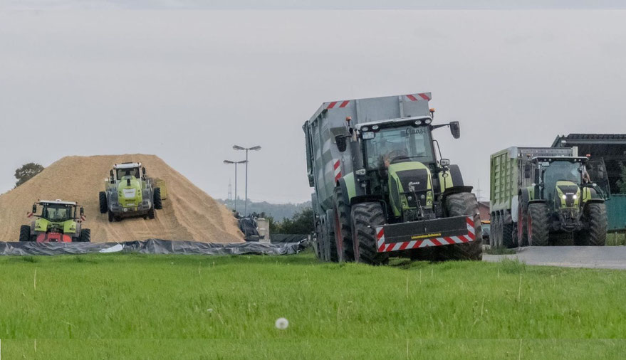 Das Bild zeigt die Maisernte und das Abfahren des Ernteguts.