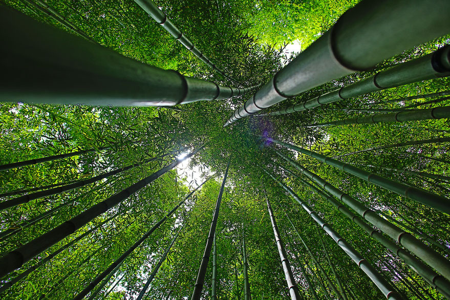 Bamboo - Bambu - Bambou