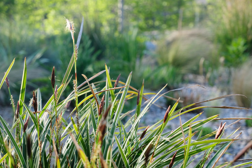 dieartigeBLOG - Frühling, im Kiesgarten, Japansegge