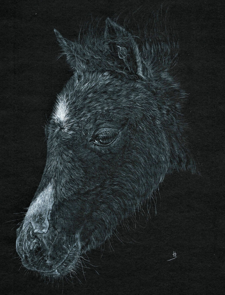 dartmoor pony, horse art, pony art
