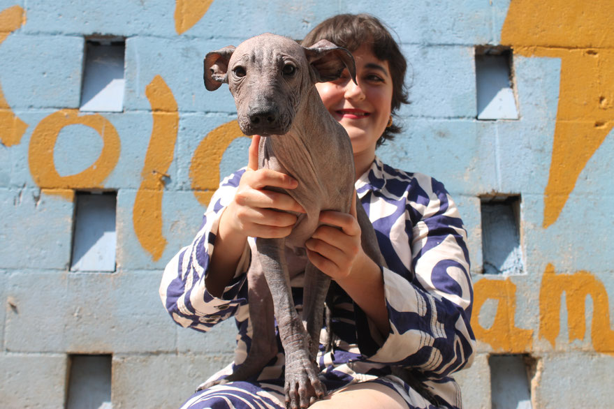 Fotografia de Coco, xoloitzcuintle macho variedad sin pelo color negro.