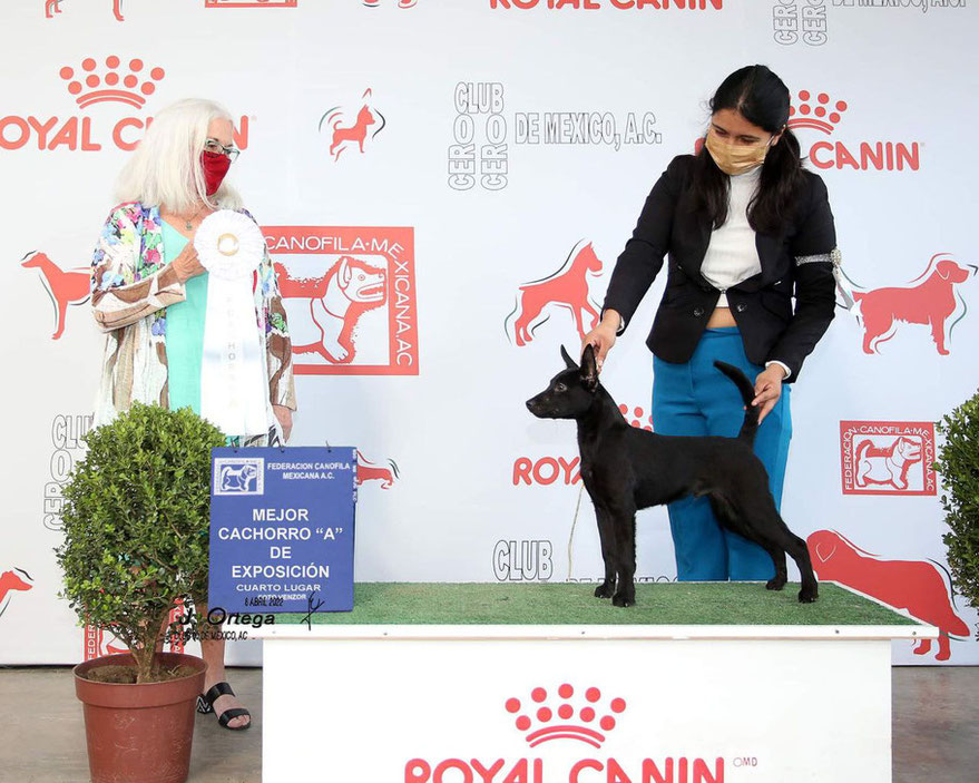 Durango Ramirez en competencia de la FCM para "mejor Cachorro"