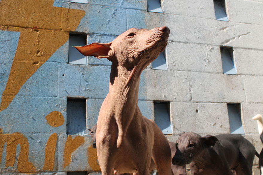 Fotografia a Venecia, xoloitzcuintle hembra variedad sin pelo color bermejo.