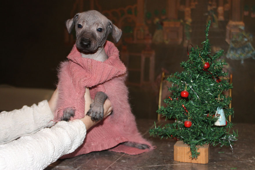 Fotografia a Máximo, xoloitzcuintle macho variedad sin pelo color negro. Nacido este 31 de octubre del 2022.