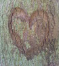 Herz in Baumrinde geritzt