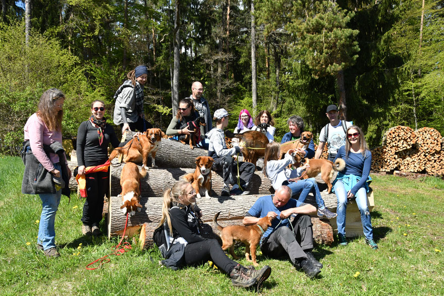 hundetreffen-eggersdorf-wachhund-hofhund-besterfreund-welpen-sozialisierung-welpenabgabe-abenteuer-auf-vier-pfoten-hundetraining