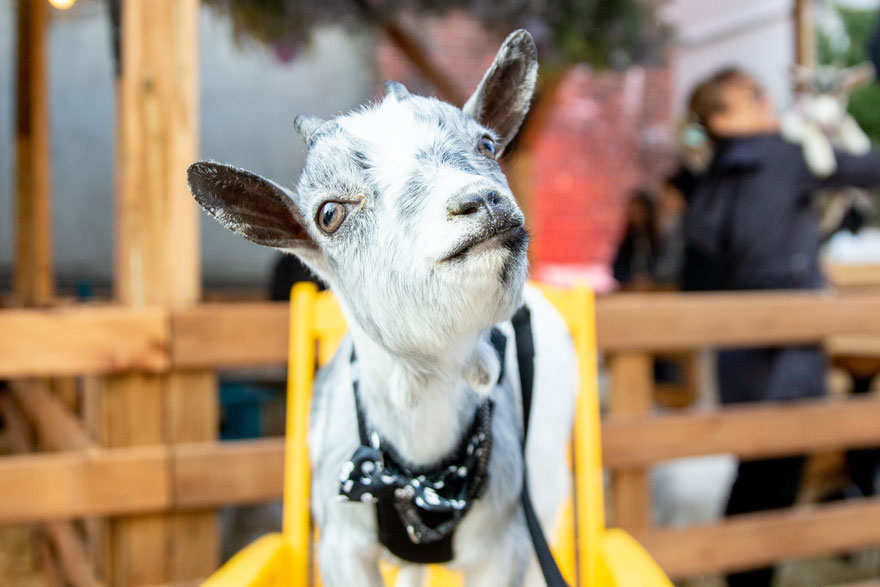 Yoga Goat - C2 Collaboration and Photo by Arianne Bergeron