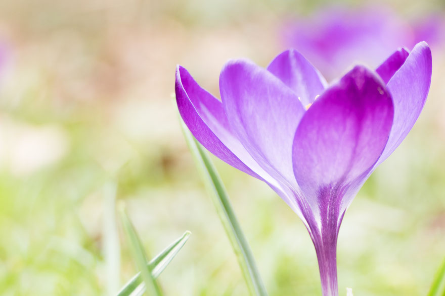 Macro krokus met tegenlicht