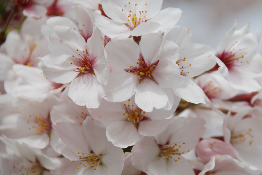National Flower Why Not Hire A Certified Guide