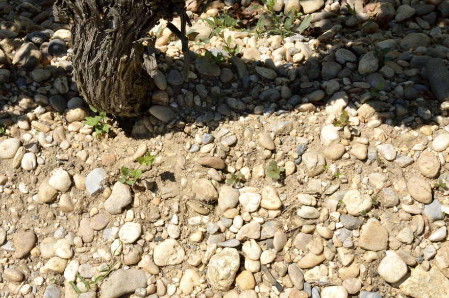 Chateau Smith Haut Lafitte soils