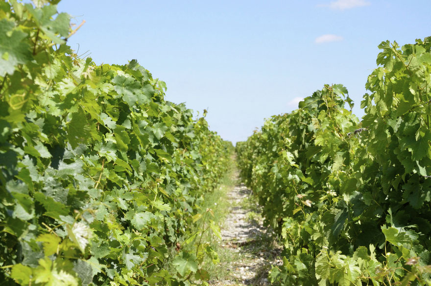 Chateau Haut-Bailly