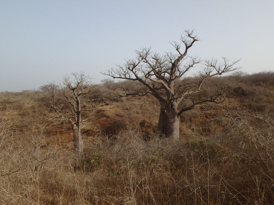 baobabs dry season - Reserve Naturelle de Popenguine - Senegal