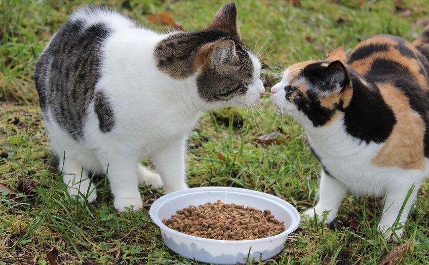 Barn Cat Program Cowichan Cat Rescue