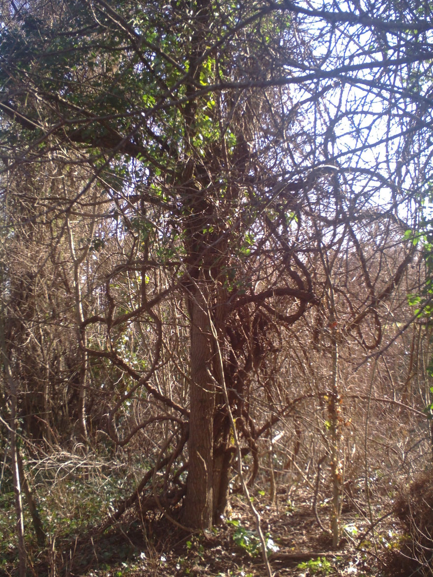 vigne vierge sur arbre