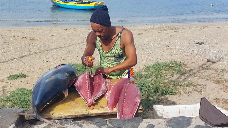 Thunfisch wird direkt am Ufer zerlegt