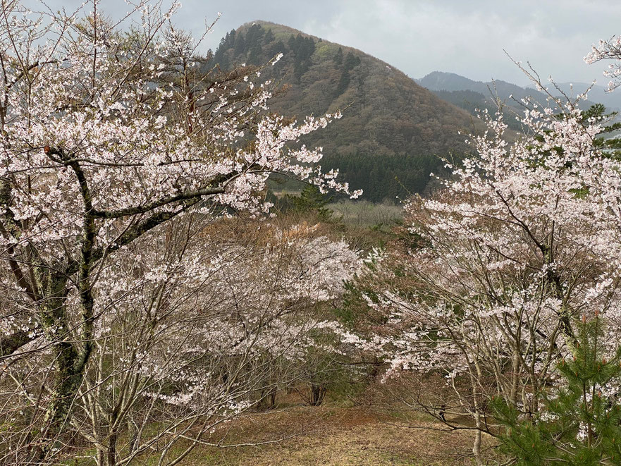 七座山ときみまち阪の桜