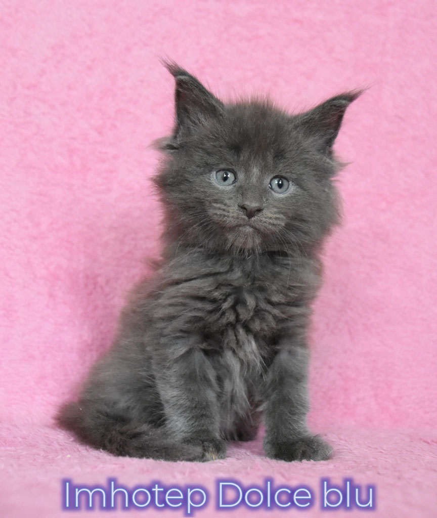 Cucciolo maine coon blu