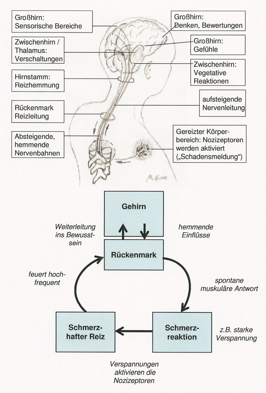 Schmerzwahrnehmung, Schmerzverarbeitung - Feldenkraispraxis Andreas Damm