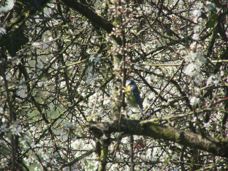 Blaumeise