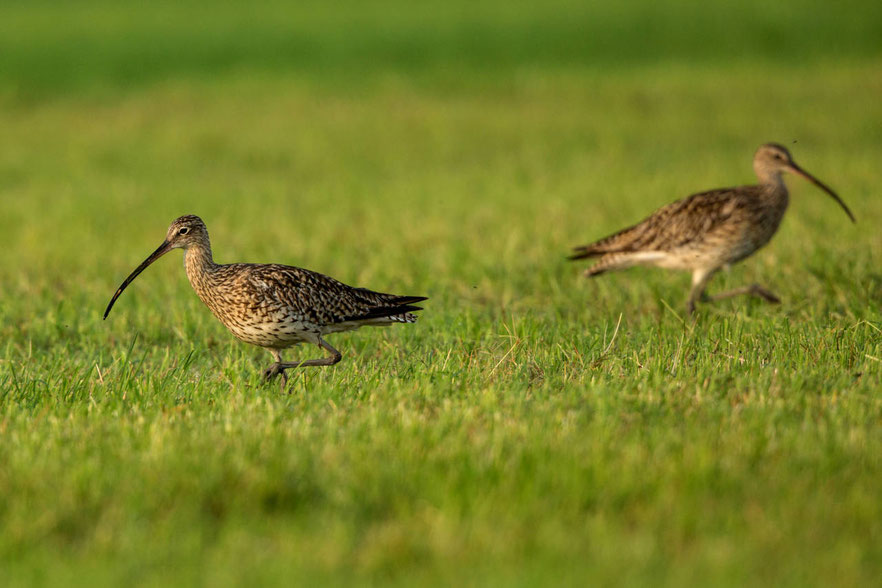 Brachvögel, © Andreas Hartl