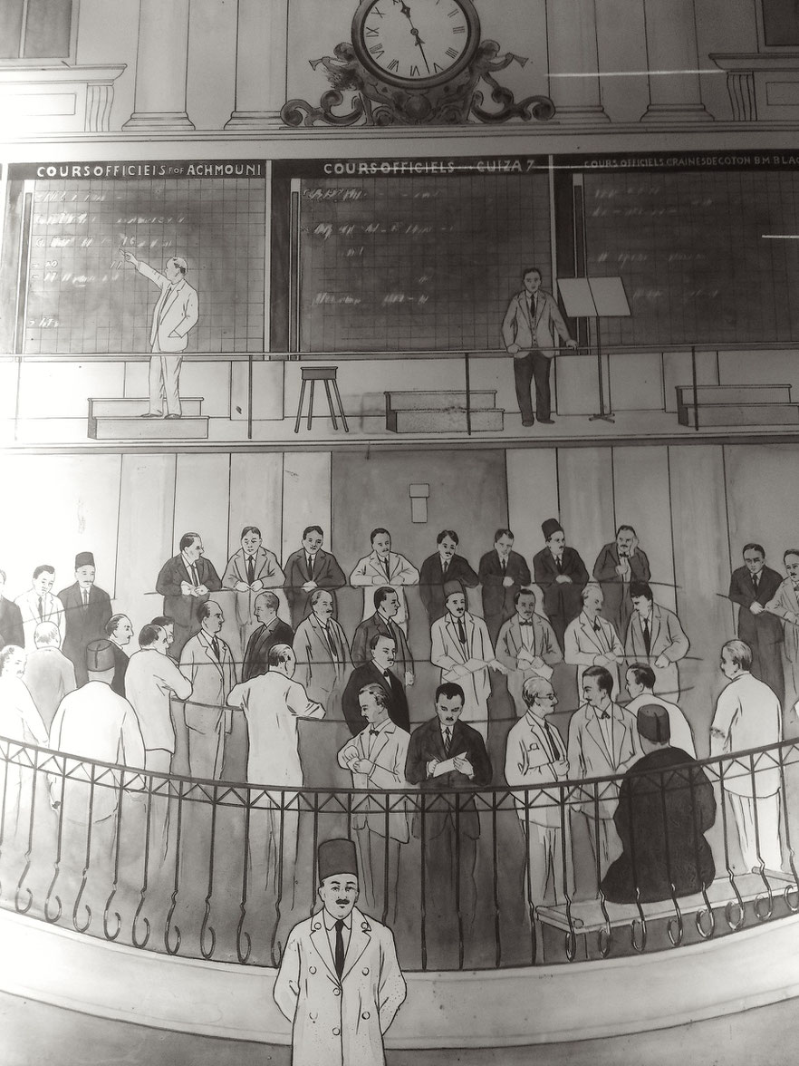 GIZA COTTON Giza Cotton