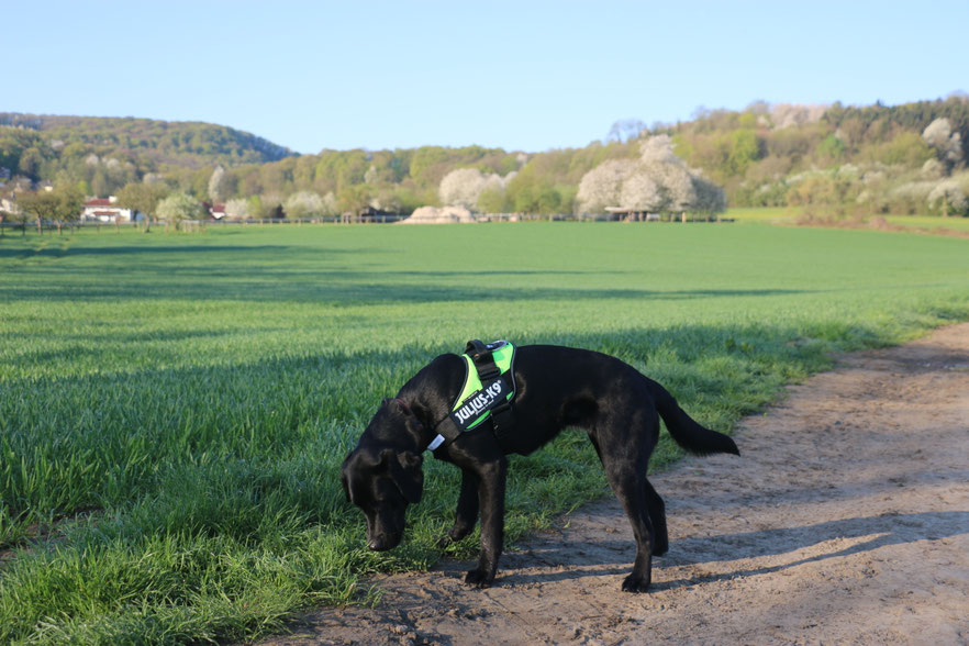 Spürhund Einsatz von Hunden zum Artnachweis Jens Trasberger Büro
