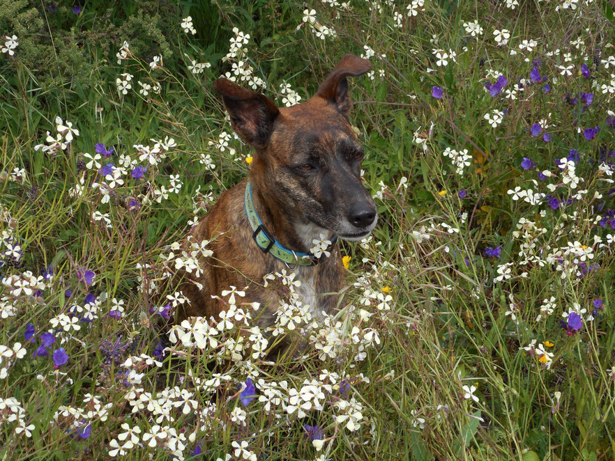 Urlaub mit Hund auf einer Wiese in Teneriffa