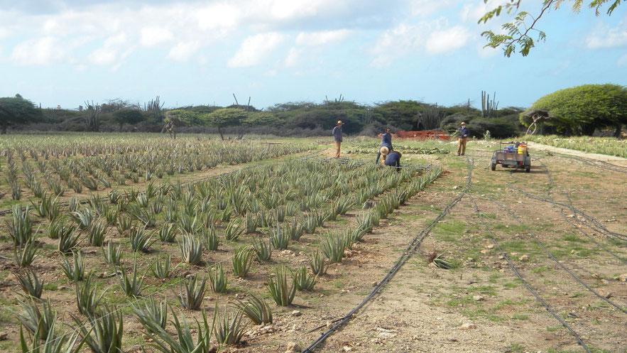 Aloe Vera Feld