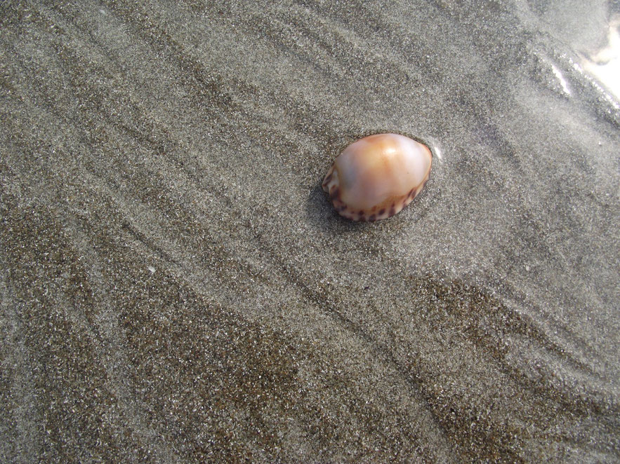 cowrie at Los Frailes
