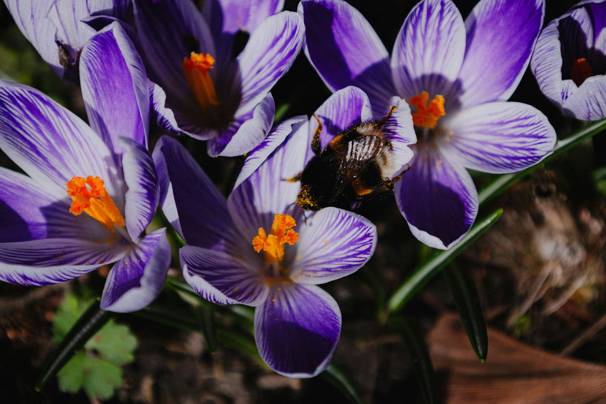 Krokus