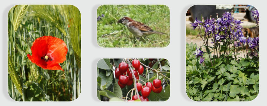 rund um den Hof - Blumen, Früchte und Tiere