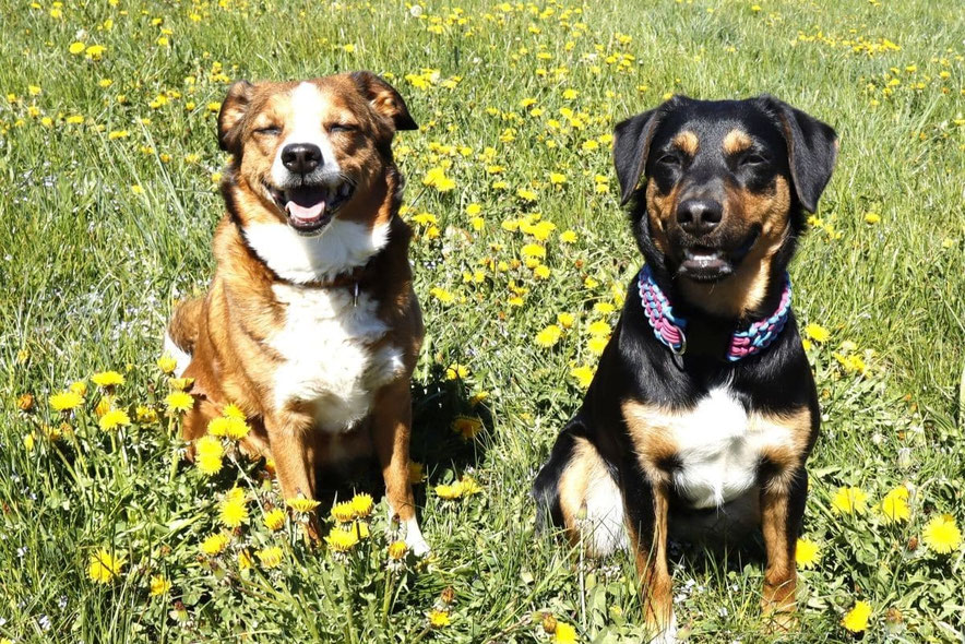 hunde-auf-der-blumenwiese-oepi-kurzhaarpinscher-wachhund-hofhund-zuechter