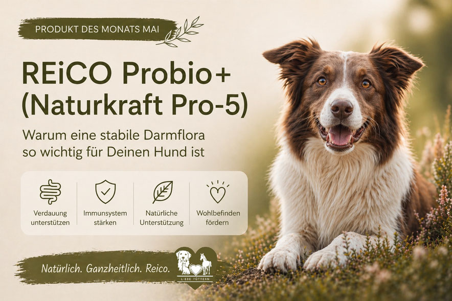 REiCO Probio+ früher Naturkraft Pro-5 - Hund in natürlicher Umgebung als Symbol für Darmgesundheit