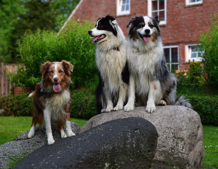 Vakantiehuis met omheinde tuin en honden toegelaten